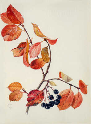 Шипиленко Александр Кузьмич. Осенняя ветка черноплодной рябины 